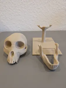 Proconsul africanus Skull - Educational Model & Stand 🦴💀