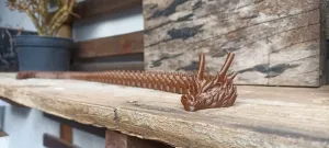 Dragon flex Long