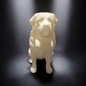 Swiss St. Bernhard Dog / Bernhardiner Hund