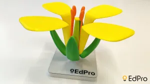 Flower structure (Brassica)
