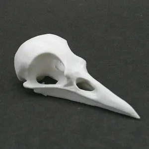 Bird skull
