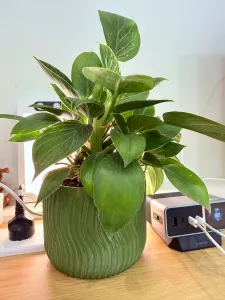 Mini Desk Planter – A Touch of Green, Anywhere, 60-140mm