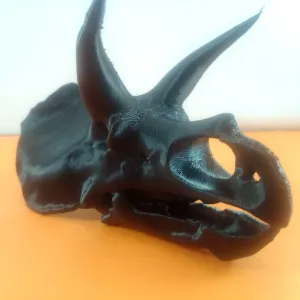 Triceratops Skull