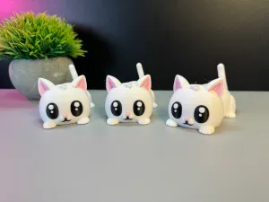 Cute Cat