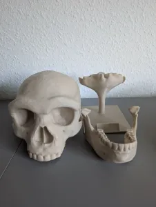 Denisovan Skull - Educational Model & Stand 🦴💀