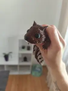 articulated squirrel