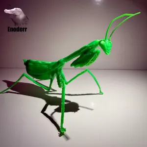 Macromantis hyalina, giant Amazon mantis