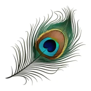 Pauwenveer - magneet / Peacock feather