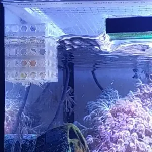 a basket for feeding fish frozen food