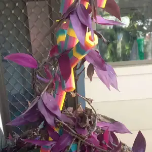 Plant Climbing support Puzzle