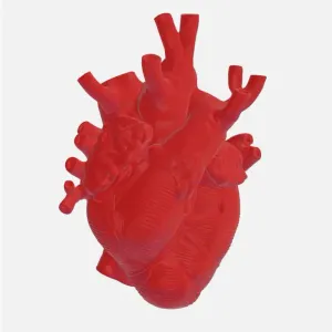 Modell Heart | Herz