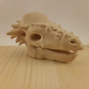Pachycephalosaurus Skull