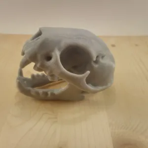 Bobcat Skull