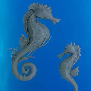 Seahorses