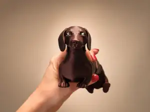 Articulated flexi house pets-pets toys