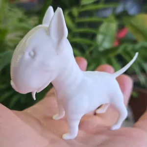 Bullterrier Dog