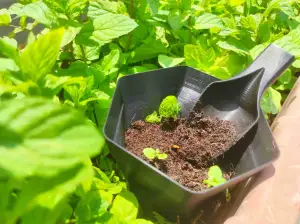 Tiny Garden Shovel + bonus Hex plant pots ALL Vasemode
