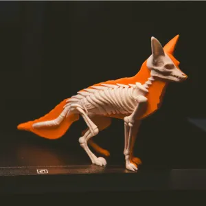 The Cursed Fox