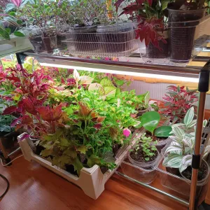 shelf detail