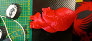 Anatomical Heart Wall Art
