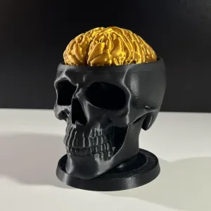 Brain Skull
