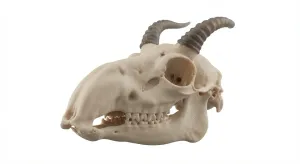 Crâne d'antilope Saiga (Saiga tatarica)