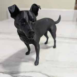 My Dog lila