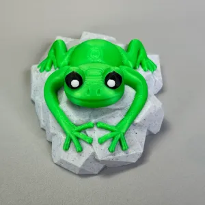 Frog on a stone