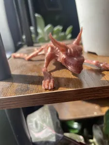 American mcgees Cheshire cat