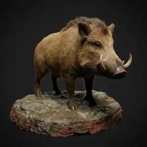 Wild Boar 1