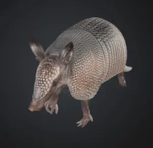 Armadillo