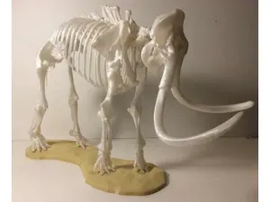 Mammoth skeleton