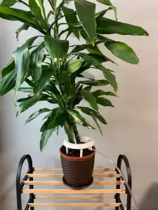 Plant Watering Dripper
