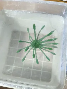 Urchin Flex bait v8 (5.5"-14 G) 8in