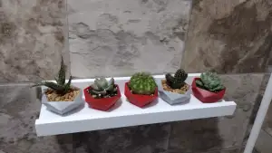 succulent plant pot