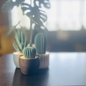 Cacti & Succulent Plant, Base & Pots