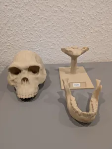 Homo habilis Skull - Educational Model & Stand 🦴💀