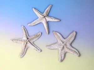 Starfish Decor Set