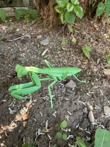 Insect Praying Mantis