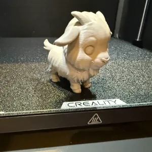 Domestic Goat