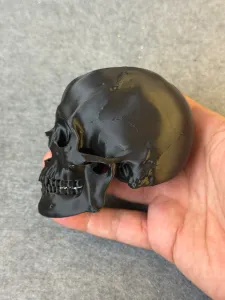 detailed Human skull