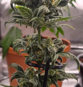Plant Support - Pflanzenstütze