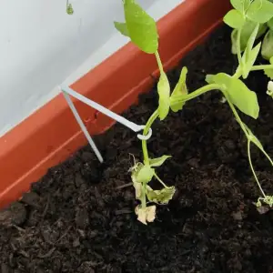 Plant supporter
