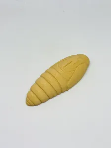 蚕蛹