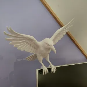 crow in flight (raven)