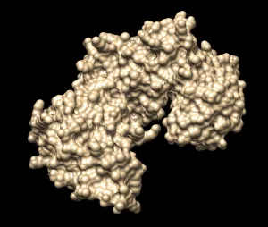 Mouse OVCH2 protein (alphafold3)