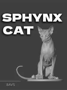 🐾 Sphynx Cat — a Warm Soul in a Quiet Form 🐾