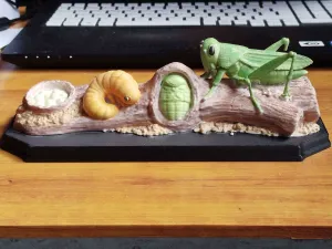 Grasshopper Life Cycle – Educational Model