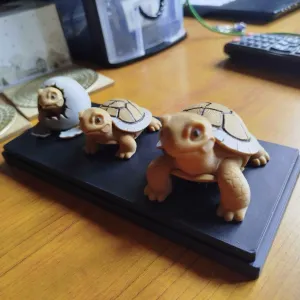 Turtle Life Cycle – Three Stages