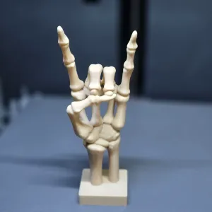 Bone to Rock